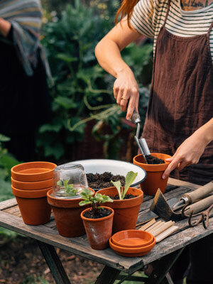 Vorkultur für den Garten