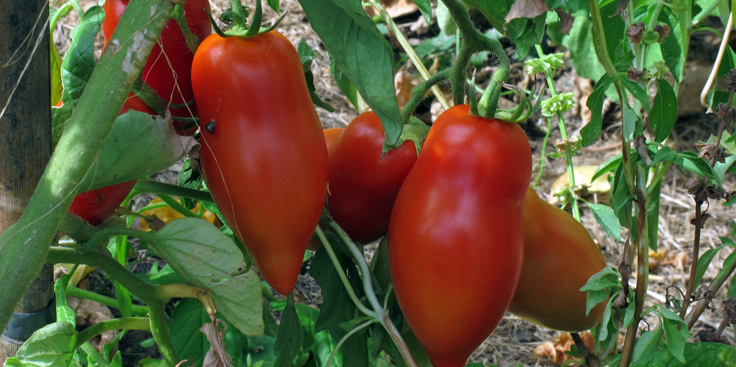 Flaschentomaten an der Tomatenpflanze