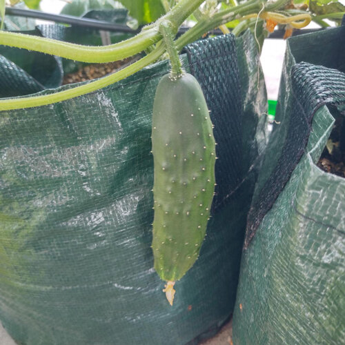 Gurke 'Marketmore’ (Cucumis sativus)