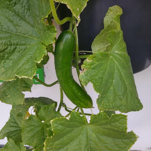 Salatgurken 'Tanja' (Cucumis sativus) 