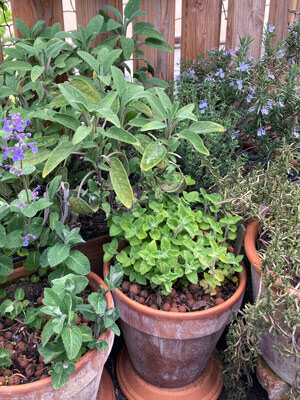 Blumentoepfe am Balkon