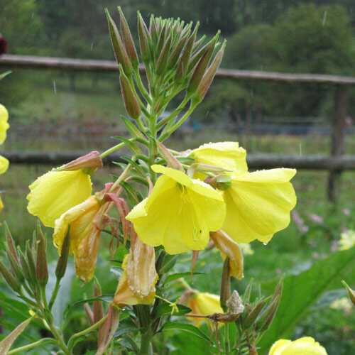 Rapontika / Nachtkerze (Oenothera biennis)