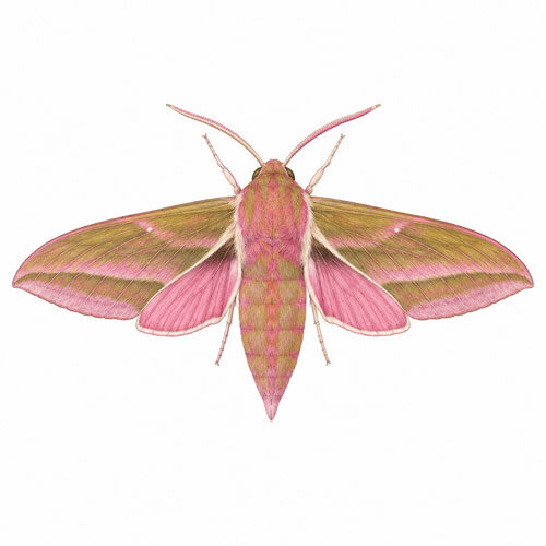 Illustration von Mittlere Weinschwärmer (Deilephila elpenor)