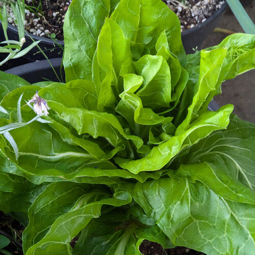 Zuckerhut Salat