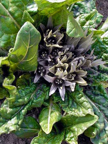 Frühlingsblühende Alraune (Mandragora officinarum) 
