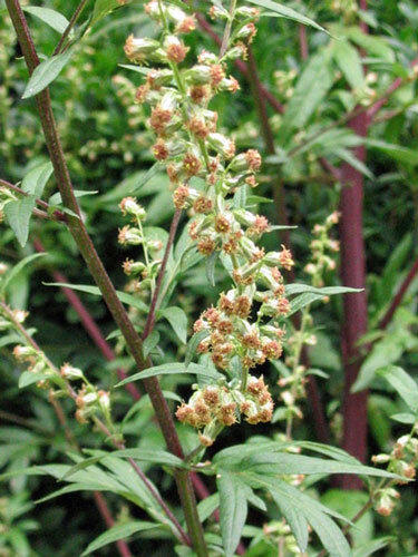 Gewöhnlicher Beifuß (Artemisia vulgaris)