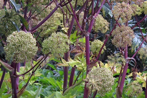 Echte Engelwurz (Angelica archangelica) 