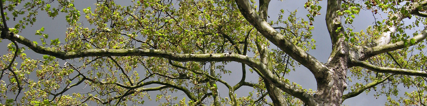 Blick in eine Baumkrone