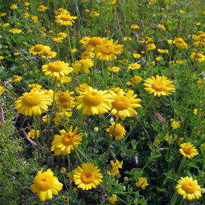 Faerber-Hundskamille (Anthemis tinctoria) 