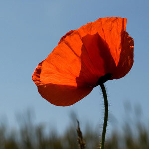 Klatschmohn (Papaver rhoeas) 