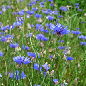 Wilde Kornblume / Zyane (Centaurea cyanus) 