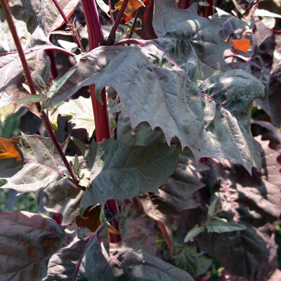 Rote Gartenmelde