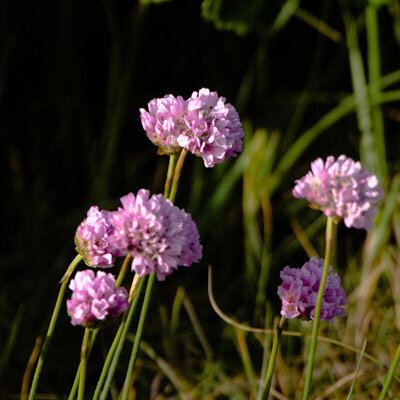 Strand-Grasnelke (Armeria maritima)