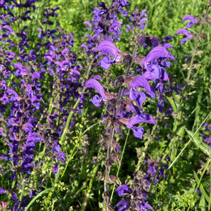 Wilder Salbei (Salvia pratensis) 