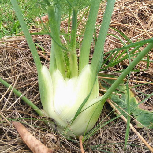 Knollenfenchel