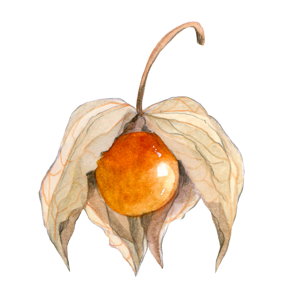 Andenbeere / Physalis