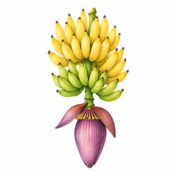 Illustration einer Bananenstaude