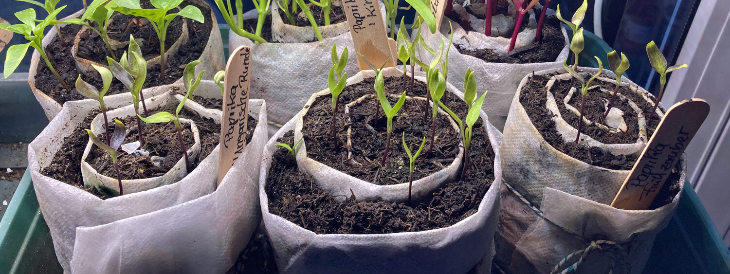 Chili-Keimlinge auf der Fensterbank