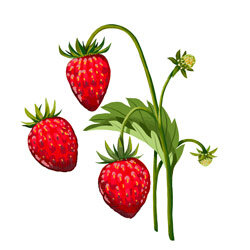 Illustration von Erdbeeren