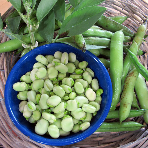 Dicke Bohnen frisch geerntet