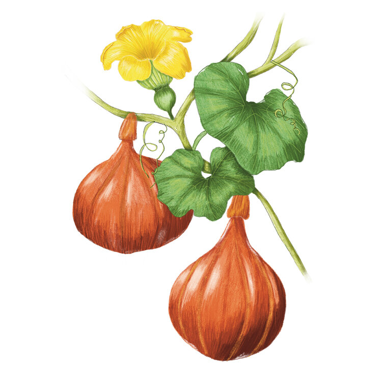 Zeichnung von Hokkaido-Kuerbissen