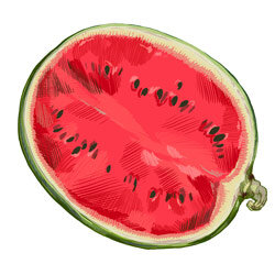 Illustration einer Wassermelone