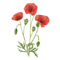 Illustration von Klatschmohn