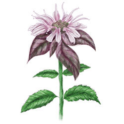 Illustration der Monardenbluete
