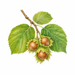 Illustration von Haselnuessen