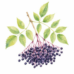 Illustration von Holunderbeeren