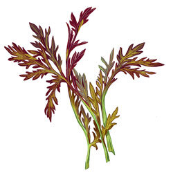 Illustration von Roter Blattsenf