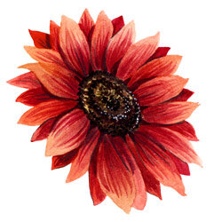 Illustration von roter Sonnenblume