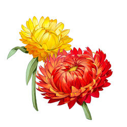 Illustration von Garten_Strohblumen