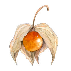 Illustration einer Physalis