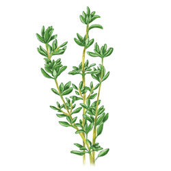 Illustration von Thymian