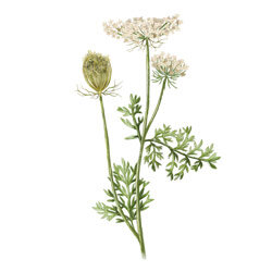 Illustration einer Wilden Moehre