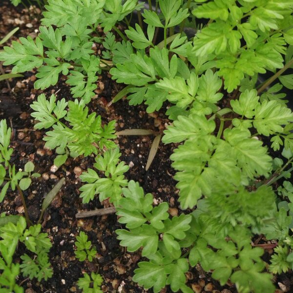 Kerbelrbe (Chaerophyllum bulbosum) Bio Saatgut