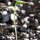 Kerbelrübe (Chaerophyllum bulbosum) Bio
