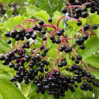 Schwarzer Holunder (Sambucus nigra) Samen