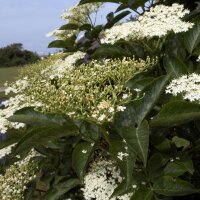 Schwarzer Holunder (Sambucus nigra) Samen