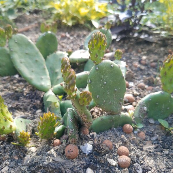 Niedriger Feigenkaktus (Opuntia humifusa) Samen