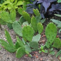 Niedriger Feigenkaktus (Opuntia humifusa) Samen