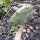 Niedriger Feigenkaktus (Opuntia humifusa) Samen
