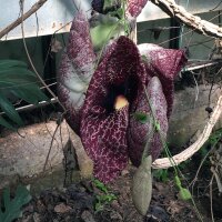 Gespensterpflanze (Aristolochia littoralis) Samen