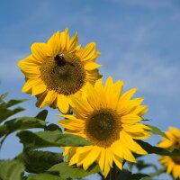 Hochwachsende Sonnenblume Peredovick (Helianthus annuus)...