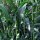 Zuckerhirse (Sorghum bicolor) Samen