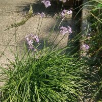 Zimmerknoblauch (Tulbaghia violacea) Samen