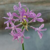 Zimmerknoblauch (Tulbaghia violacea) Samen