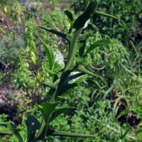 Bitterorange (Poncirus trifoliata) Samen
