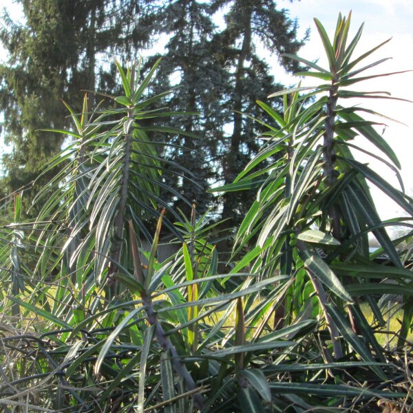 Kreuzblättrige Wolfsmilch (Euphorbia lathyris) Bio Saatgut